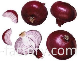 Fresh market prices red onion for importers